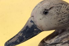 Wildfowler Hen Canvasback - head with notch and pellet.JPG