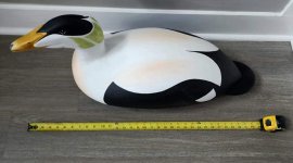 eider big.jpg