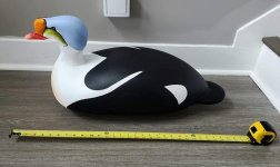 eider big2.jpg