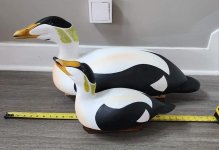 eider big3.jpg