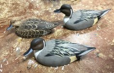 G Williams Pintails.jpg