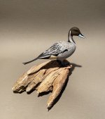 Pintail1 lr.jpg