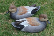 E Allen Gadwall Drakes - E Henry - on lawn.JPG