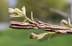 Bur Oak - corky wings and new leaves.JPG