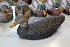 sm Ariduck Black Duck - DONE portrait.jpg