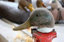 72 Mallard Head - bonda around neck - sanded.JPG