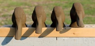 72 Mallard Head - 4 postures - head on.JPG