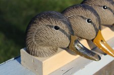 72 Mallard - Black Duck Hen - lowered bill.JPG