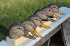 72 Mallard Head - 6 Black Ducks for Matt Galati.JPG