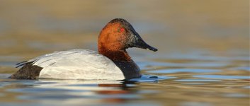 Drake Canvasback - PROFILE.jpg