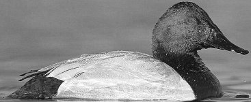 Drake Canvasback - PROFILE - CROPPED etc.jpg