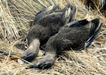 Bio 04 - A - Biology - Black Duck pair.jpg