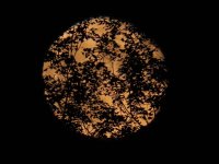 SuperMoon - through trees 1.JPG