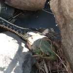 Garter Snake with Green Frog - captured.jpg