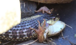 Garter Snake with Green Frog - penultimate cropped.JPG