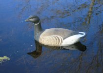 Black Cork Brant - sea trials.jpg