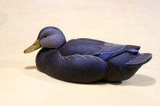 E Allen - Black Duck - Fred Muhs - Zamp.JPG