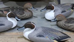 Ll Bean Pintail Five - Towles CLOSEUP.JPG