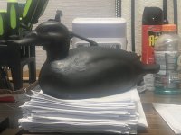 IMG_8606.jpeg