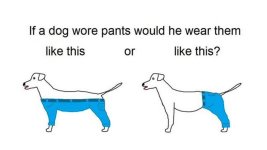 dog-pants-today-151230-tease_0.jpg