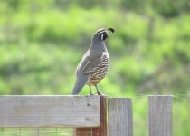 IMG_0557.JPG