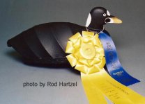 Surf Scoter photo by Rod Hartzel.jpg