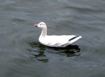 Snow Goose in water.jpg