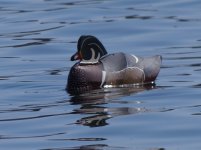 wood duck.JPG