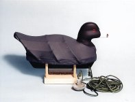 Coot sold at Easton.jpg