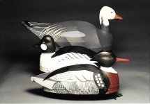 blue goose goldeneye red brst merganser.jpg