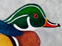 Wood  Duck for new sign 2.jpg