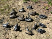 IMG_5546.jpeg