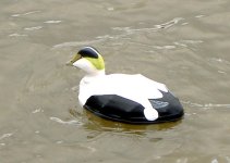 Eider in water.jpg