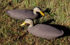 sm 1 Daniels Black Ducks - pair on grass.JPG