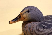 sm 6 LL Bean Mallard Hen - Tucked Head CLOSEUP - Towles.jpg