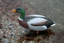 Beans Mallard Stander 01.JPG