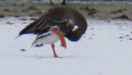 sm Bean Goose - BEST - orange legs.JPG