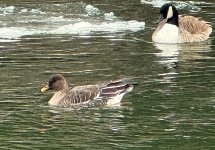 Taiga Bean Goose - Patty 1-15-25.jpg