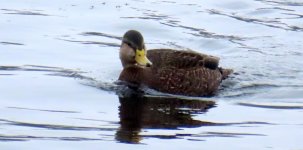 sm Stillwater Black Duck 1.JPG