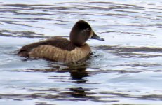 sm Stillwater Ringneck Hen.JPG