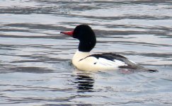 sm Stillwater Goosander 3.JPG