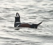 Harlequin - MSS - Point Lookout 1-16-25.jpg