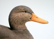 sm HOMER Black Duck Drake closeup 1.JPG