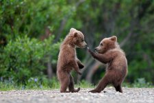 bear5.jpg