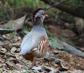 z1-BARBARYPARTRIDGE-0.jpg