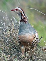 z1-BARBARYPARTRIDGE-2.jpg