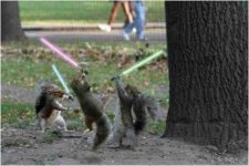 17JediSquirrels.jpg
