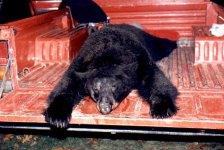 BlkBear.jpg