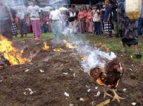 burning-chicken.jpg