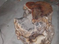 burlstump3.jpg